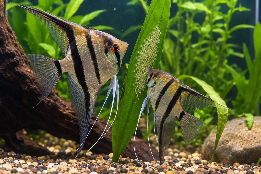Monsoon Aquarium Care