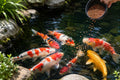 Koi Fish Feeding