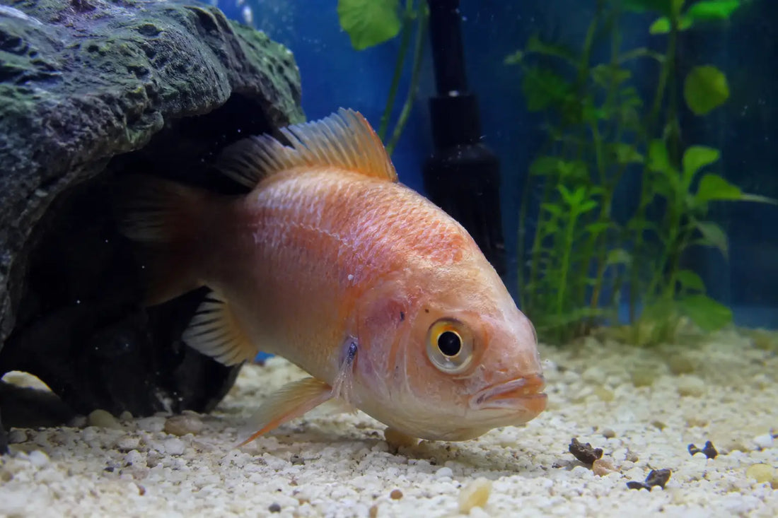 Is My Fish Stressed?