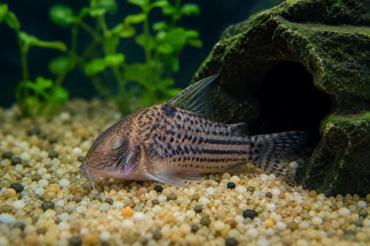 Do Fish Sleep? 