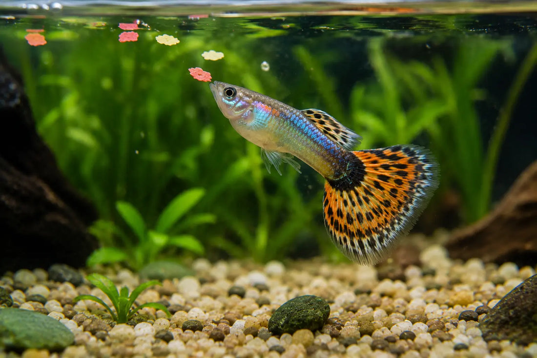 What Do Guppy Fish Eat
