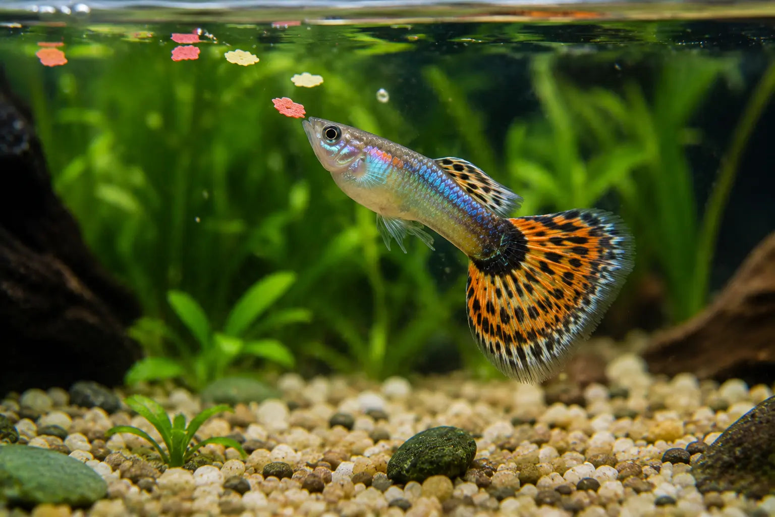 What Do Guppy Fish Eat