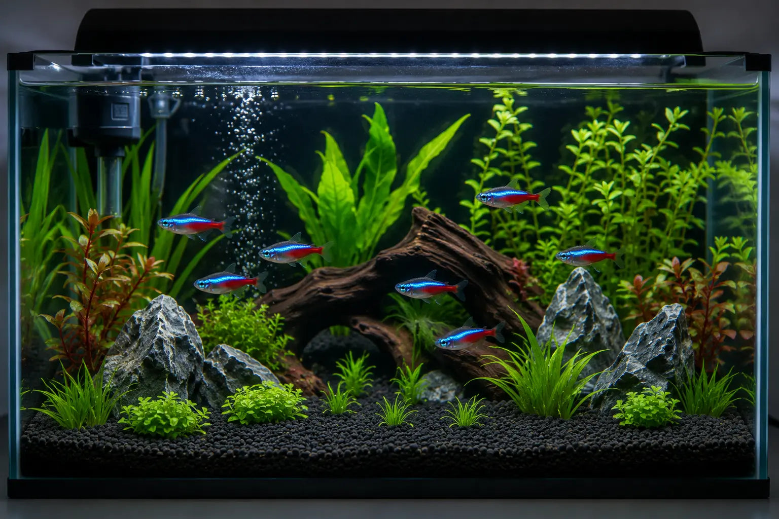 How to Set Up a Tank for Tetra Fish?