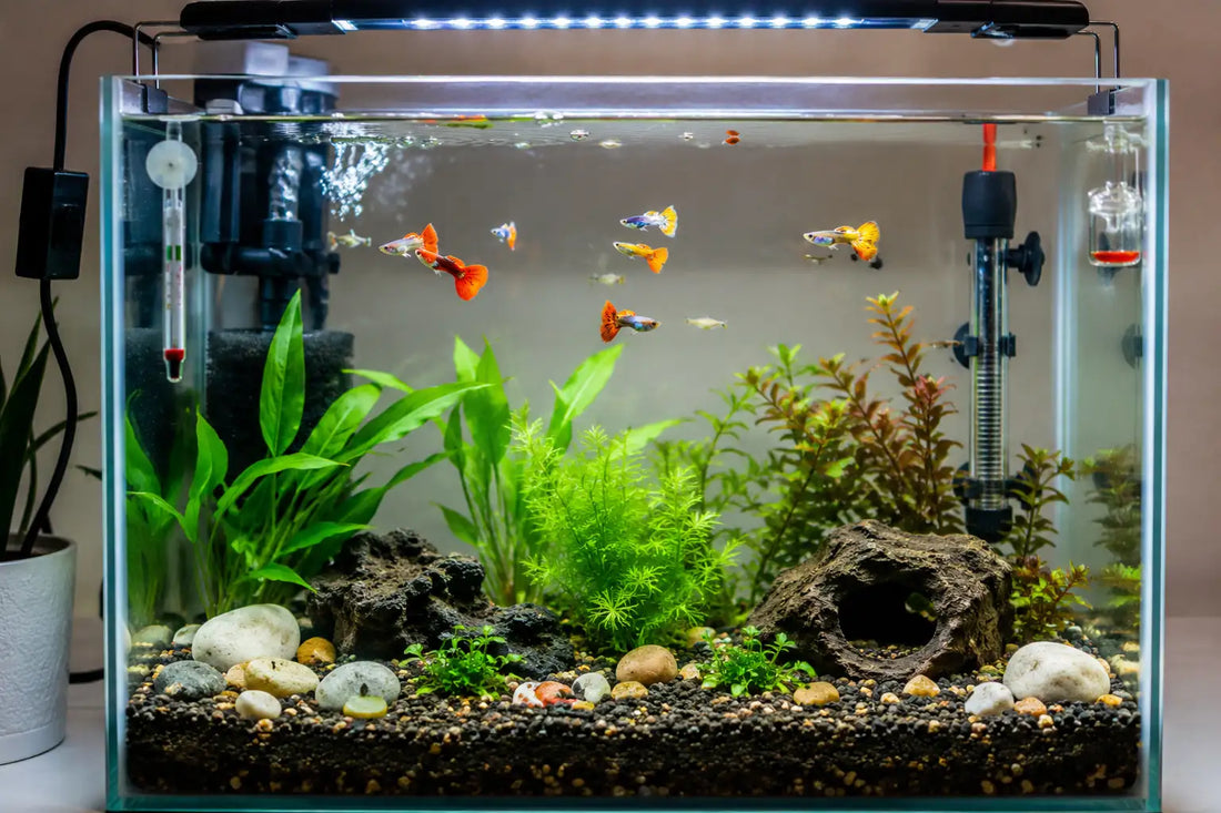 How to Set Up a Tank for Guppy Fish?