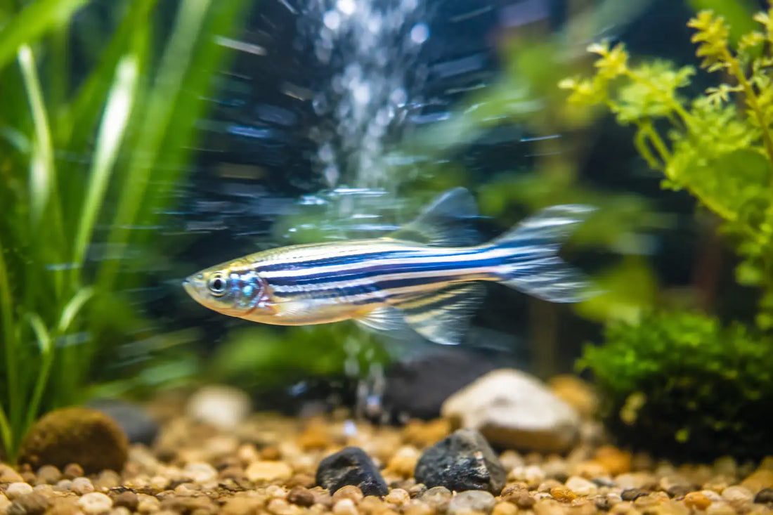 Do Fish Get Zoomies? And What Does This Mean?