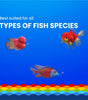 Growel Rainbow Small Floating Pellets | 3.5mm