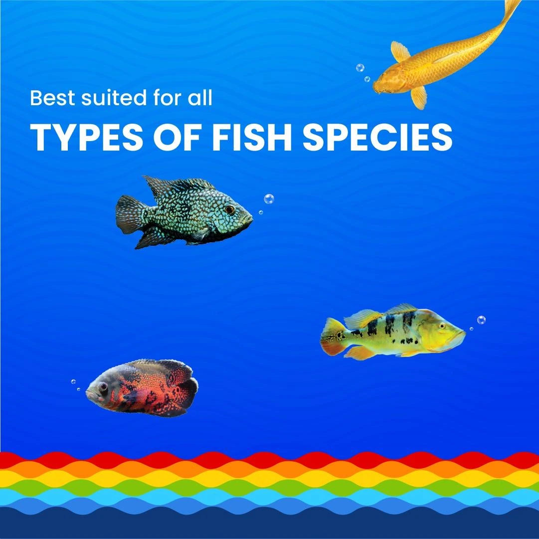 Medium Floating Pellets | 5.5mm | Growel Rainbow