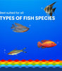 Growel Rainbow Micro Floating Pellets | 0.9mm